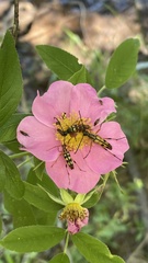 Strangalia luteicornis