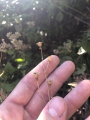 Silene stellata