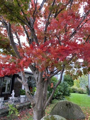 Acer japonicum