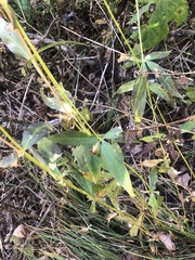 Silene stellata
