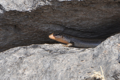 Trachylepis brevicollis