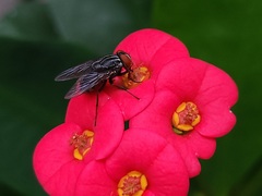 Muscidae