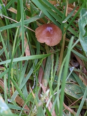Panaeolus foenisecii