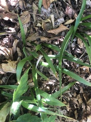 Carex fraseriana