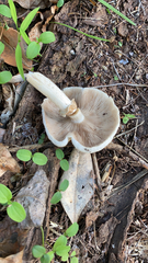 Agrocybe praecox