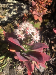 Hylotelephium telephioides