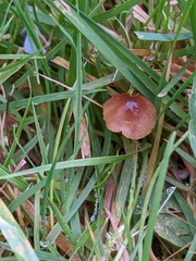Panaeolus foenisecii