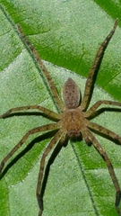 Pseudopoda