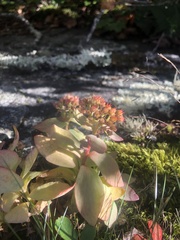 Hylotelephium telephioides