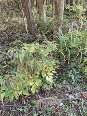 Chasmanthium latifolium