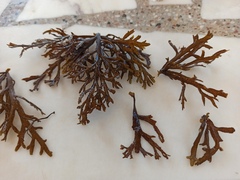 Cystoseira compressa