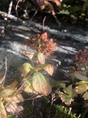 Hylotelephium telephioides