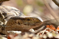 Varanus albigularis albigularis