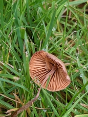 Panaeolus foenisecii