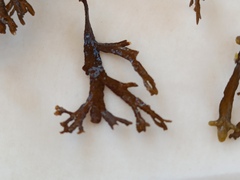 Cystoseira compressa