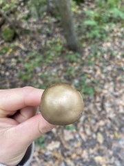 Pseudoclitocybe cyathiformis