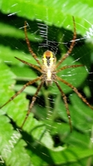 Argiope aetheroides
