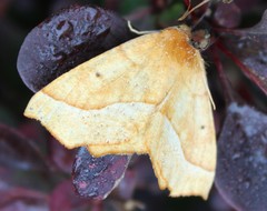 Tetracis jubararia