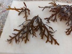 Cystoseira compressa