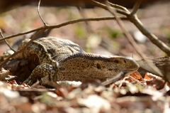 Varanus albigularis albigularis
