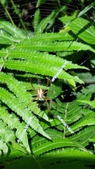 Argiope aetheroides