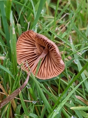 Panaeolus foenisecii