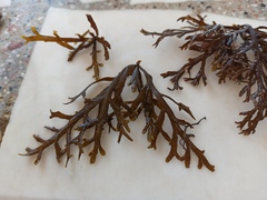 Cystoseira compressa