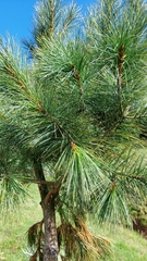Pinus hartwegii