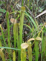 Sarracenia rubra
