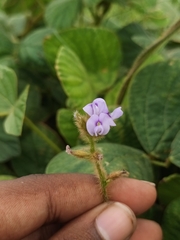 Calopogonium mucunoides