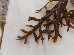 Cystoseira compressa