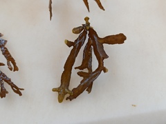 Cystoseira compressa
