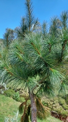 Pinus hartwegii