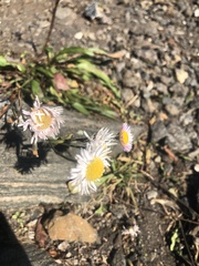 Erigeron pulchellus brauniae