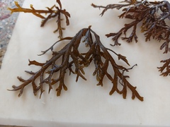 Cystoseira compressa