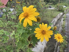 Tithonia
