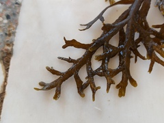 Cystoseira compressa