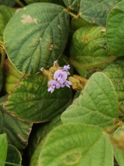 Calopogonium mucunoides