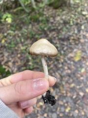 Pseudoclitocybe cyathiformis