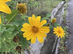 Tithonia