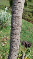 Pinus hartwegii