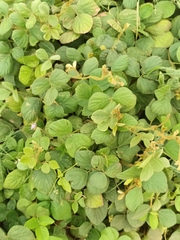 Calopogonium mucunoides