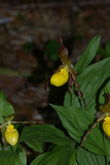Cypripedium parviflorum pubescens
