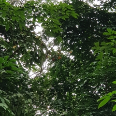 Trigonachras