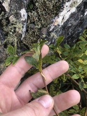 Rhododendron pilosum