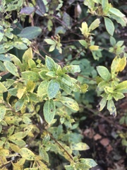 Rhododendron pilosum