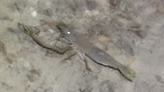 Macrobrachium lar
