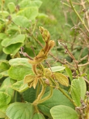 Calopogonium mucunoides