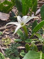 Jaborosa integrifolia
