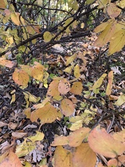 Viburnum rafinesqueanum